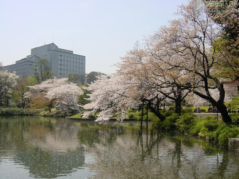 Koishikawa Korakuen - hanami - 2