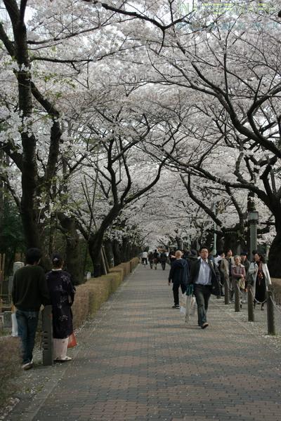 Aoyama Cemetery - 002