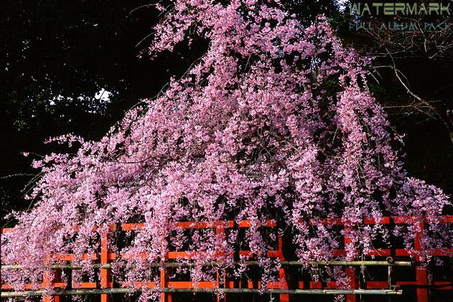 Kyoto - Kamigamo jinja - 003