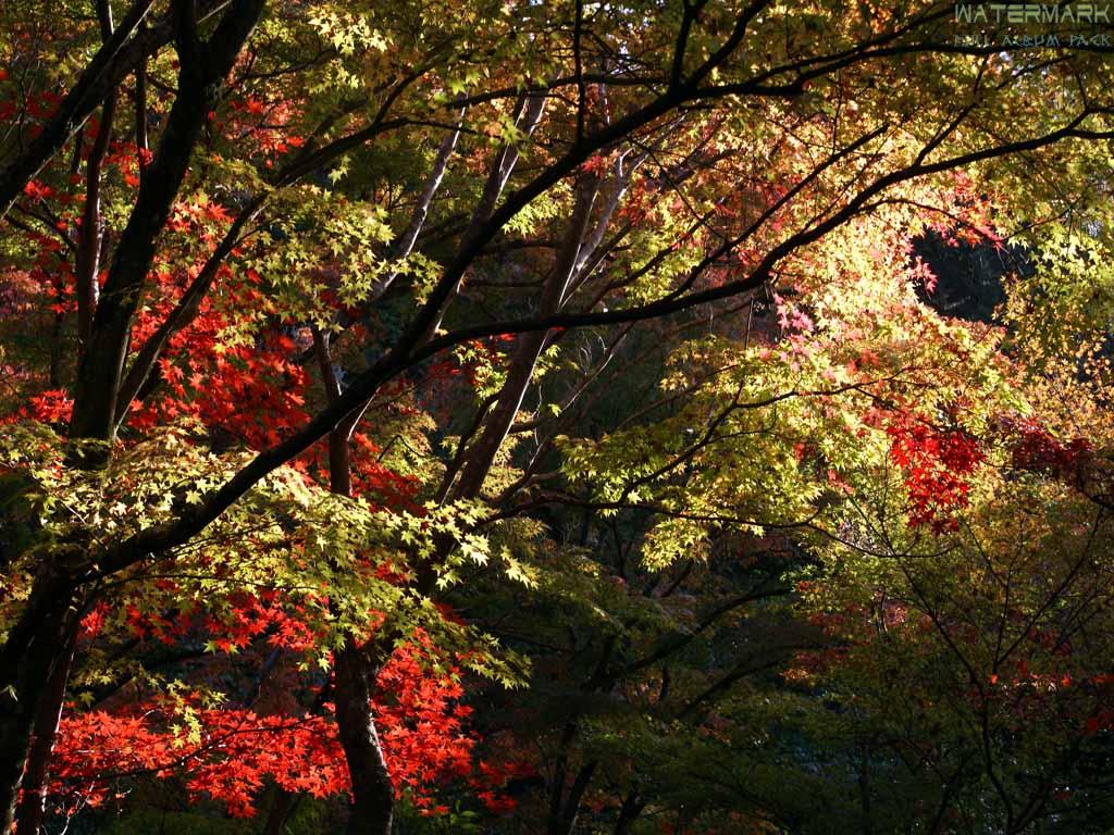 Jardin du Ginkaku-Ji, Kyoto