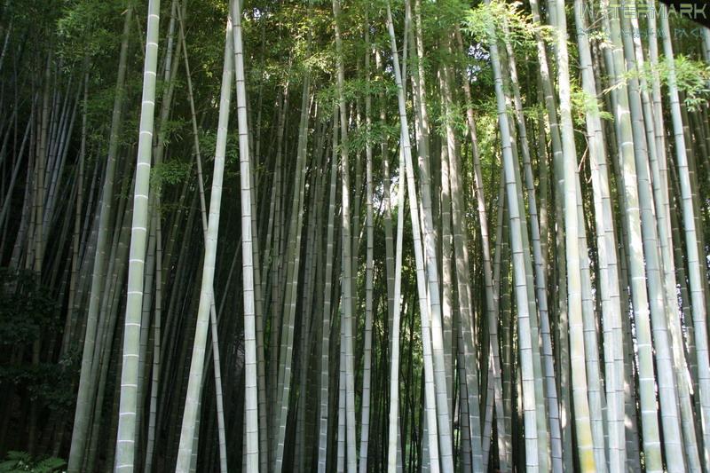 Kamakura - Hokoku-ji - 002