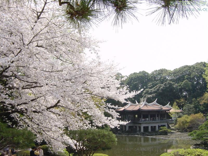 Shinjuku Gyoen - hanami - 2