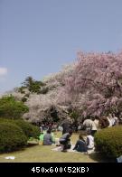 Shinjuku Gyoen - hanami - 1