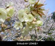 Shinjuku Gyoen - hanami - 5