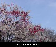 Shinjuku Gyoen - hanami - 6