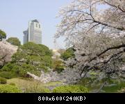 Cherry trees in the Korakuen Garden - Cerisiers au parc de Korakuen