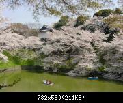 Chidorigafuchi - hanami