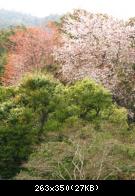 Arashiyama - 008